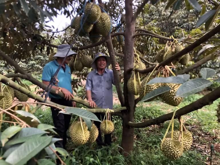 Trồng, chăm sóc sầu riêng hữu cơ phục vụ xuất khẩu ở xã Nghĩa Trung, huyện Bù Đăng, tỉnh Bình Phước. (Ảnh: Quốc Phong)
