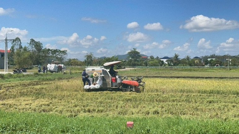 Lúa ở Thanh Hóa được cấp 26 mã số vùng trồng. zalo-284814561956923.jpg