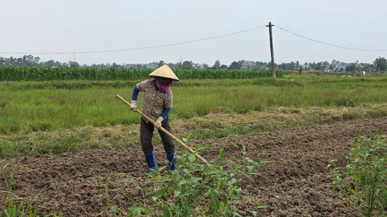 Người dân làm đất để trồng rau màu vụ đông. 20251028-135746-7364.jpg