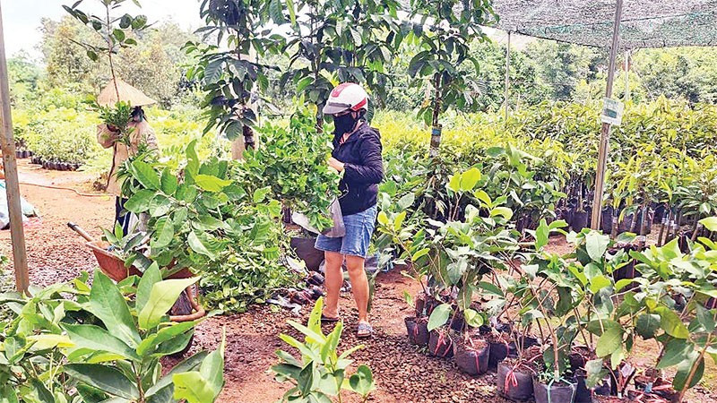 Nhiều cơ sở sản xuất, kinh doanh giống cây trồng tại Đắk Nông chưa thực hiện đăng ký theo quy định của pháp luật.