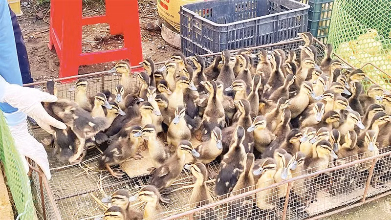 Chợ Tả Phời-Hợp Thành nổi tiếng là nơi cung cấp các con giống như ngan, gà, vịt, lợn và chó bản địa…