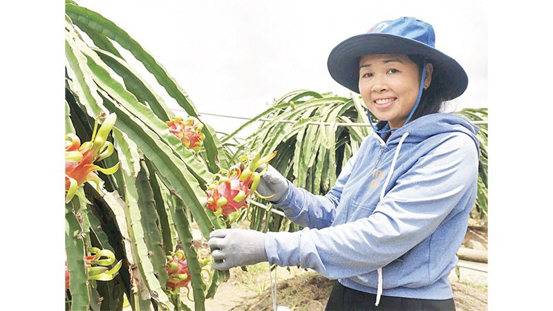 Thu hoạch thanh long hữu cơ đạt tiêu chuẩn xuất khẩu tại xã Thanh Long Hội.