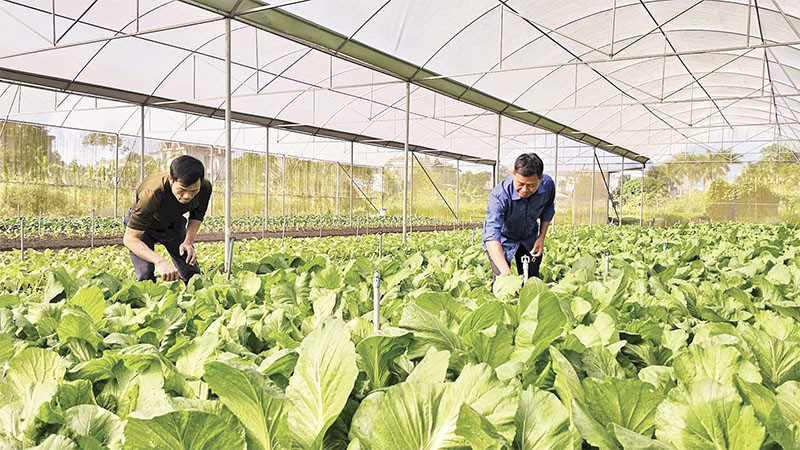 Mô hình trồng rau sạch, an toàn trong nhà lưới của gia đình anh Vũ Văn Dũng, thôn Quảng Chính 1, xã Quảng Hà.