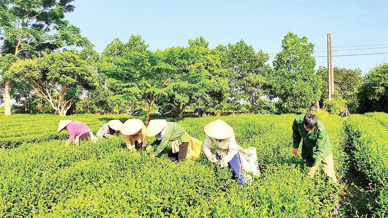Vùng trồng chè ở xã Đường Hoa (Quảng Ninh) đã đáp ứng tốt các tiêu chuẩn VietGAP.
