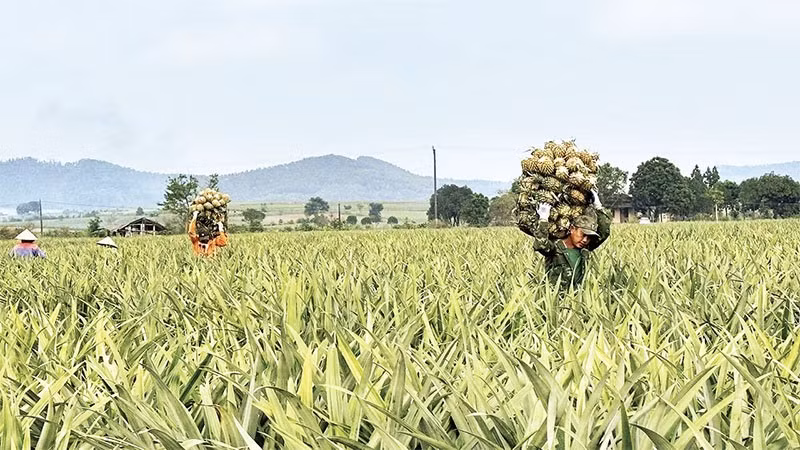 Vùng nguyên liệu dứa Đồng Giao tại Ninh Bình, nơi tạo sinh kế bền vững cho hàng chục nghìn hộ dân. (Ảnh NGUYỄN LỰU)