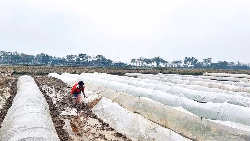 Nông dân ủ mạ để kịp thời vụ gieo cấy.