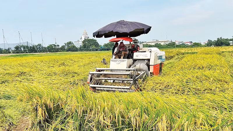 Nhiều địa phương chủ động gặt các trà lúa sớm trước khi bão số 10 đổ bộ.