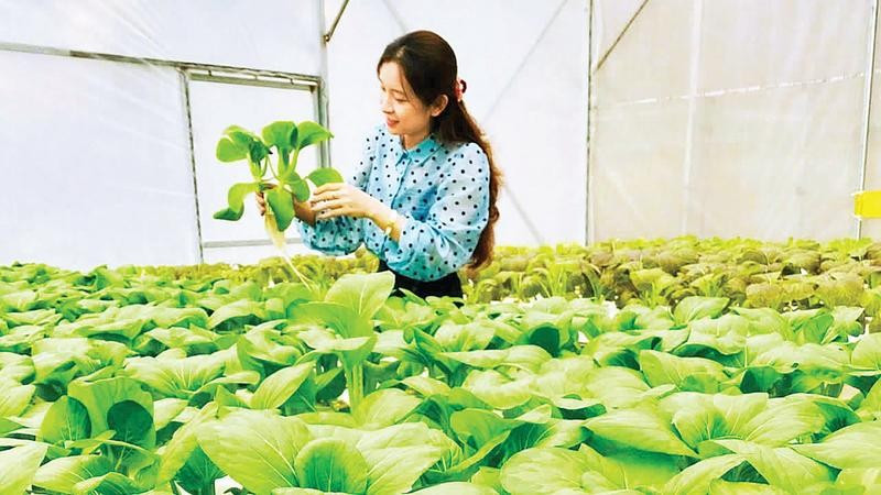 Khu sản xuất rau an toàn của Hợp tác xã Cao Minh Tâm, xã Việt Tiến, tỉnh Hưng Yên.