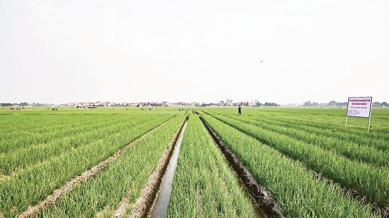 Cánh đồng trồng hành ở xã Nam An Phụ (Hải Phòng) cho thu nhập cao.