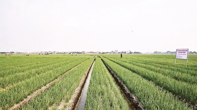 Cánh đồng trồng hành ở xã Nam An Phụ (Hải Phòng) cho thu nhập cao.