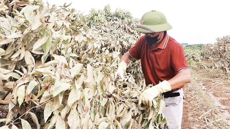 Người dân xã Phúc Hòa chăm sóc cây vải sau mưa lũ.