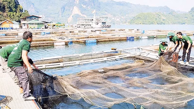 Nhân viên công ty thủy sản Hải Đăng thu hoạch cá.