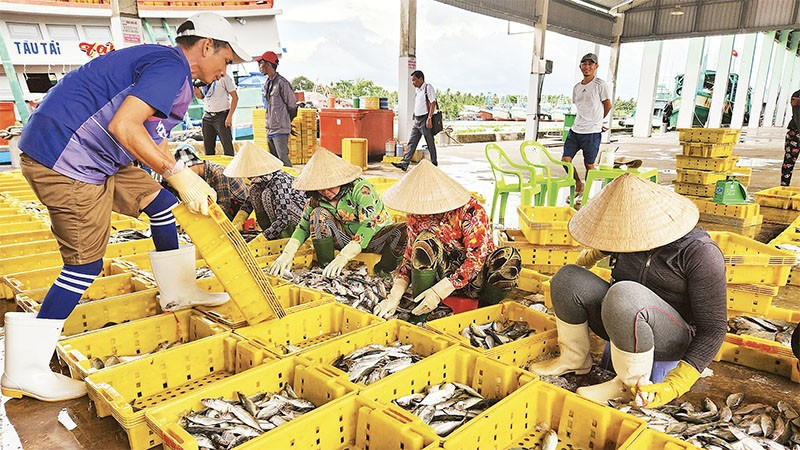 Hoạt động tại cảng cá Tắc Cậu.