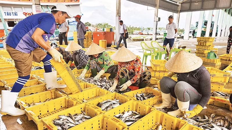 Hoạt động tại cảng cá Tắc Cậu.