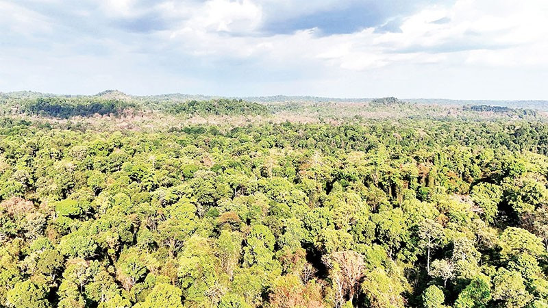 Rừng ở Khu bảo tồn Thiên nhiên-Văn hóa Đồng Nai đang được bảo vệ nghiêm ngặt. 