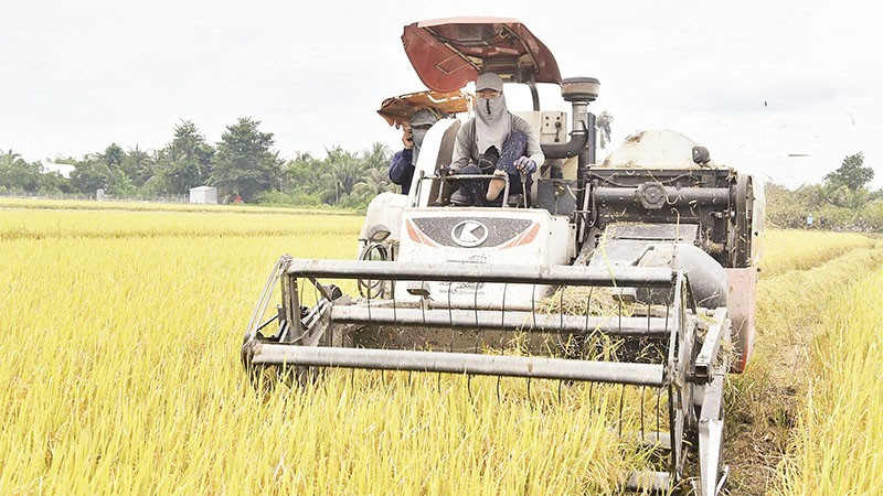Người dân tại tỉnh Đồng Tháp thu hoạch lúa.