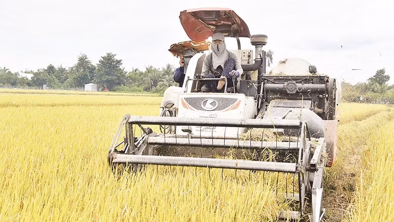 Người dân tại tỉnh Đồng Tháp thu hoạch lúa.