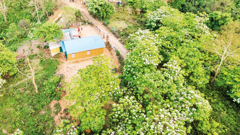 Đồng bào dân tộc thiểu số ở xã Hướng Phùng, tỉnh Quảng Trị trồng cây trẩu phát triển kinh tế. (Ảnh LÂM QUANG HUY)