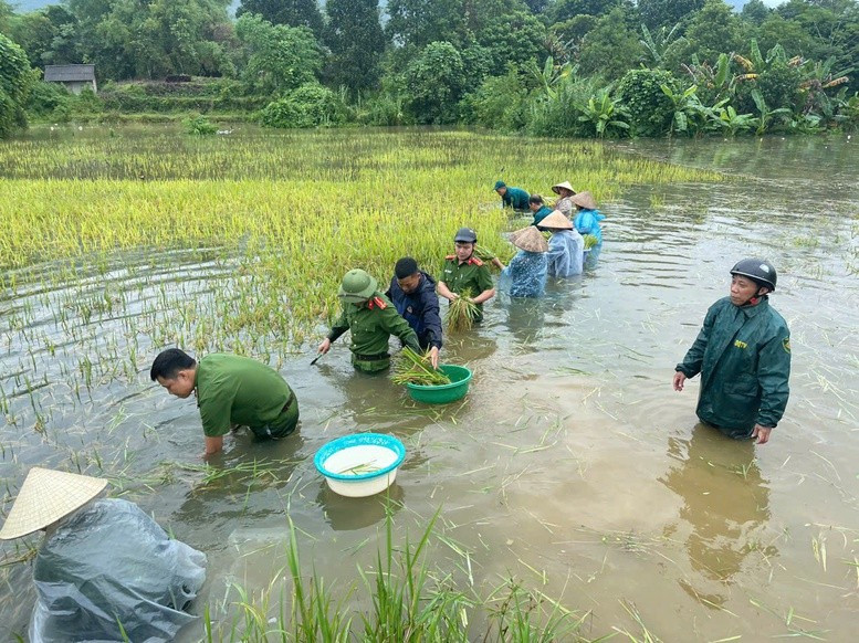 Công an xã Vị Xuyên (tỉnh Tuyên Quang) gặt lúa chạy lũ giúp nhân dân. (Ảnh: VGP)