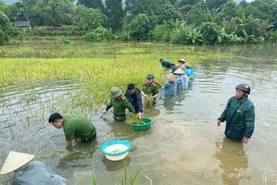 Công an xã Vị Xuyên (tỉnh Tuyên Quang) gặt lúa chạy lũ giúp nhân dân. (Ảnh: VGP)