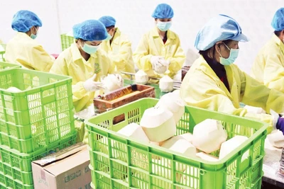 Đóng gói dừa phục vụ xuất khẩu tại Công ty Vina T&T Group. (Ảnh: MINH ANH)
