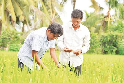 Nông dân Hợp tác xã Dịch vụ Nông nghiệp Thắng Lợi (tỉnh Đồng Tháp) thăm lúa sản xuất thí điểm thực hiện Đề án 1 triệu héc-ta lúa chất lượng cao, phát thải thấp. (ẢNH: HỮU NGHĨA)