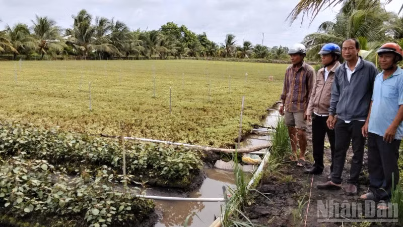 Đồng Tháp đang làm rõ vụ rau màu có dấu hiệu thiệt hại bất thường Sáng 9/7, lãnh đạo Đảng ủy, Ủy ban nhân dân xã Long Định khảo sát ruộng rau ảnh hưởng.