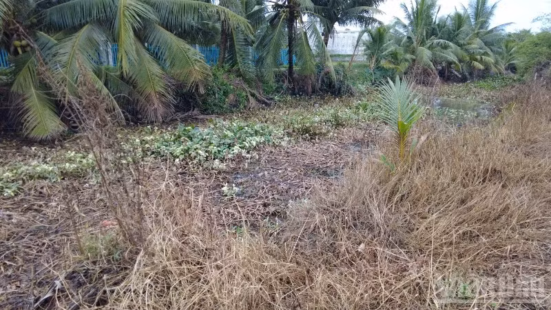 Đồng Tháp đang làm rõ vụ rau màu có dấu hiệu thiệt hại bất thường ndo_br_1783567361557-2449505980026410155-2449505980026410155-4045bccac31a83fbb7f633a3653871f3-3810.jpg