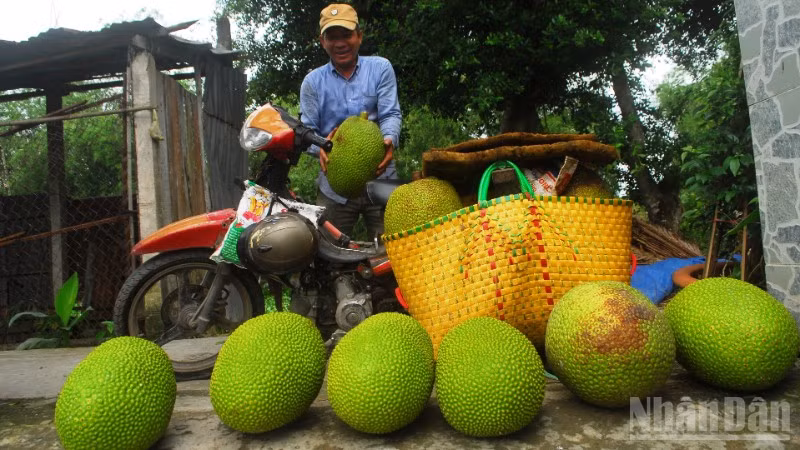 Thương lái thu mua mít cho nông dân tại xã Mỹ Thành, tỉnh Đồng Tháp.