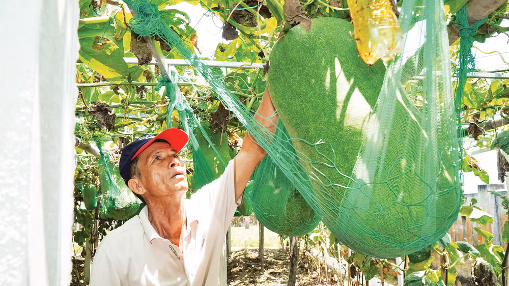 Ông Lê Bá Biên bên vườn bí đao khổng lồ.