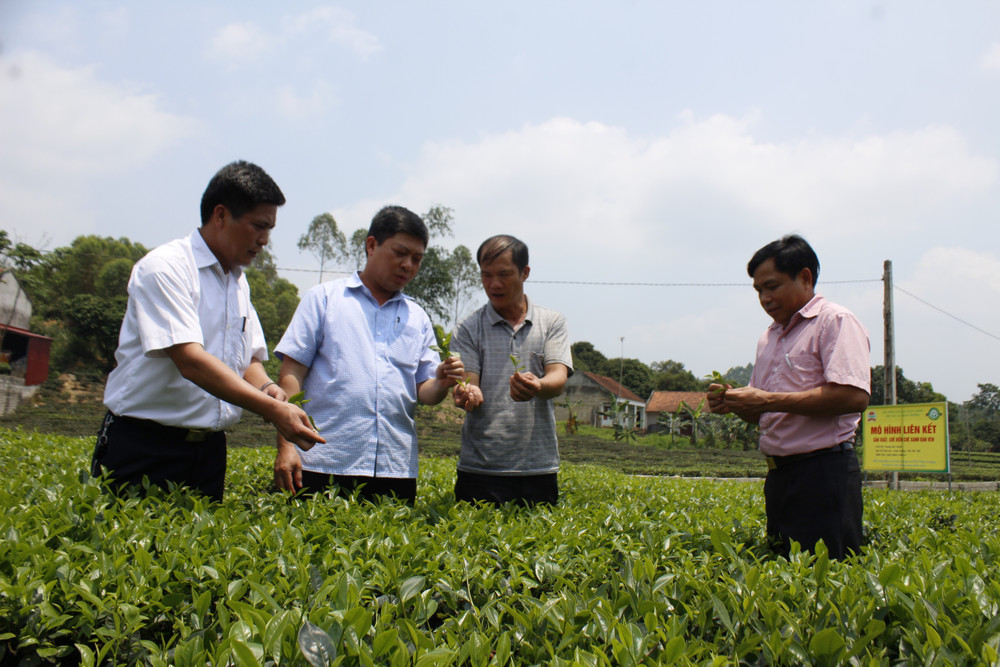 Chè Bản Ven, huyện Yên Thế đã trở thành thương hiệu được nhiều người dân tin dùng. (Ảnh Sơn Thủy) che-ban-ven-anh-son-thuy.jpg