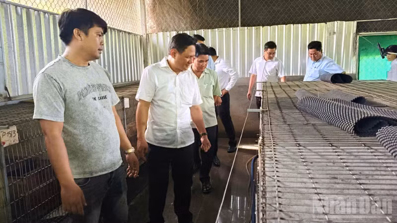 Ông Lê An Quốc (áo trắng), Chủ tịch Ủy ban nhân dân xã Phụng Hiệp cùng lãnh đạo địa phương thăm Hợp tác xã Hưng Phát. (Ảnh: VĂN ÚT)