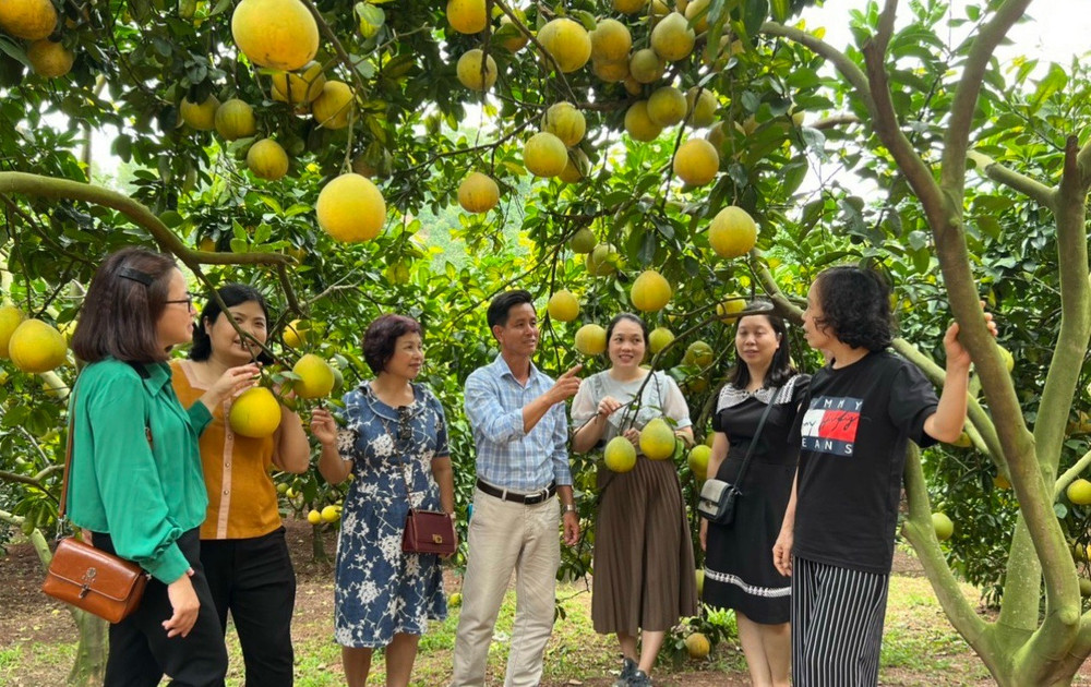 Phát triển vườn cây ăn trái gắn với du lịch ở huyện Lục Ngạn. phat-trien-vuon-cay-an-trai-gan-voi-du-lich-o-huyen-luc-ngan.jpg