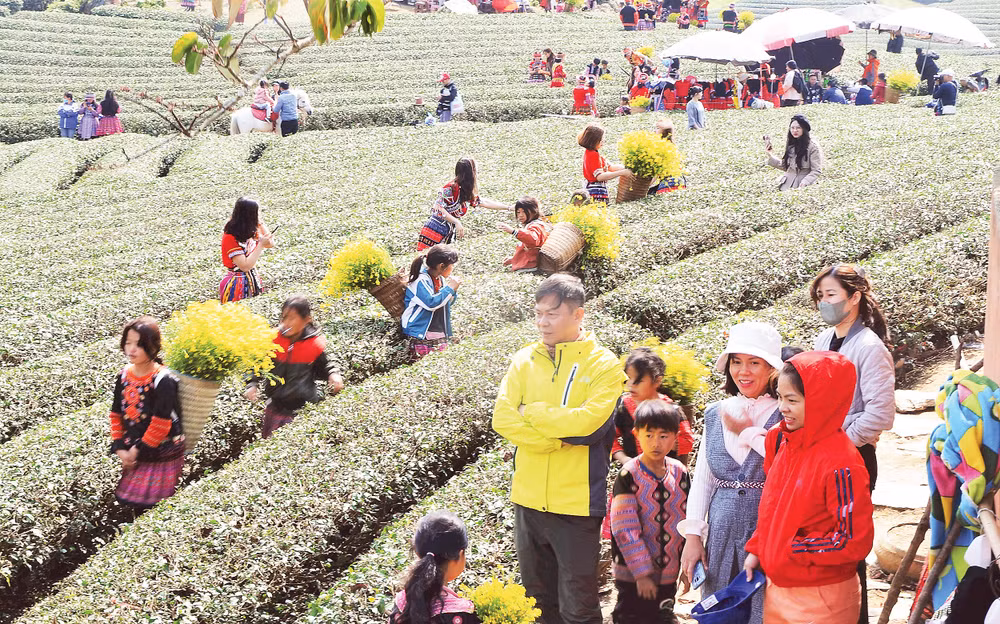 Đồi chè Mộc Châu hút khách. Ảnh: Nam Anh