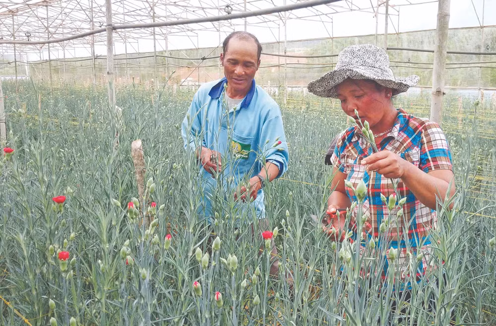 Trồng hoa trong nhà kính mang lại thu nhập cao cho nhiều hộ dân.