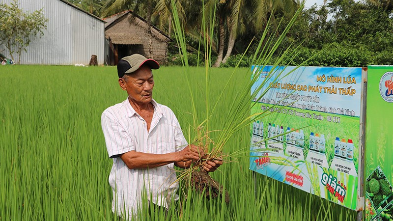 Mô hình lúa chất lượng cao, phát thải thấp xã Hưng Mỹ, tỉnh Vĩnh Long.