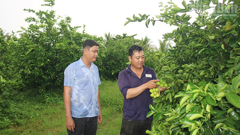 Ông Phan Đức Tài, Giám đốc Hợp tác xã nông nghiệp Thành Chí (trái) thăm mô hình chanh không hạt của thành viên hợp tác xã. ndo_tr_xanh2.jpg