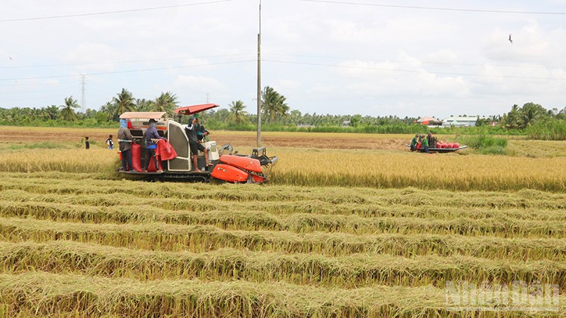 Máy gặt đập liên hợp giúp các hợp tác xã nông nghiệp thu hoạch từ 3-4 ha lúa/ngày. ndo_br_xanh3.jpg
