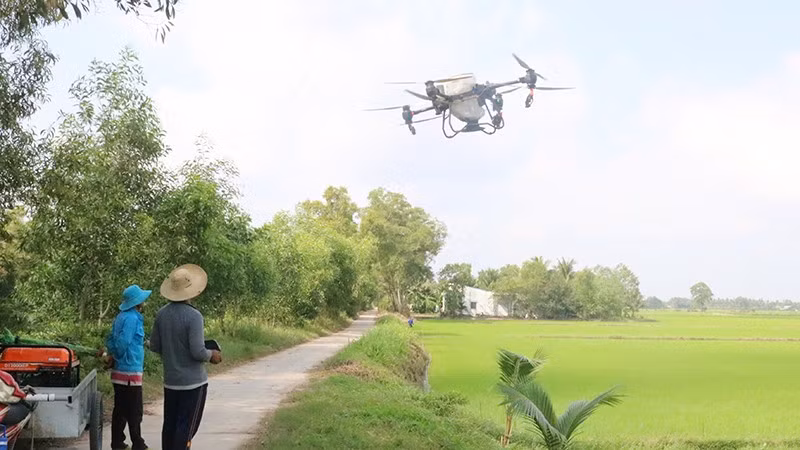 Nông dân xã Long Hiệp sử dụng thiết bị không người lái bón phân cho ruộng lúa.