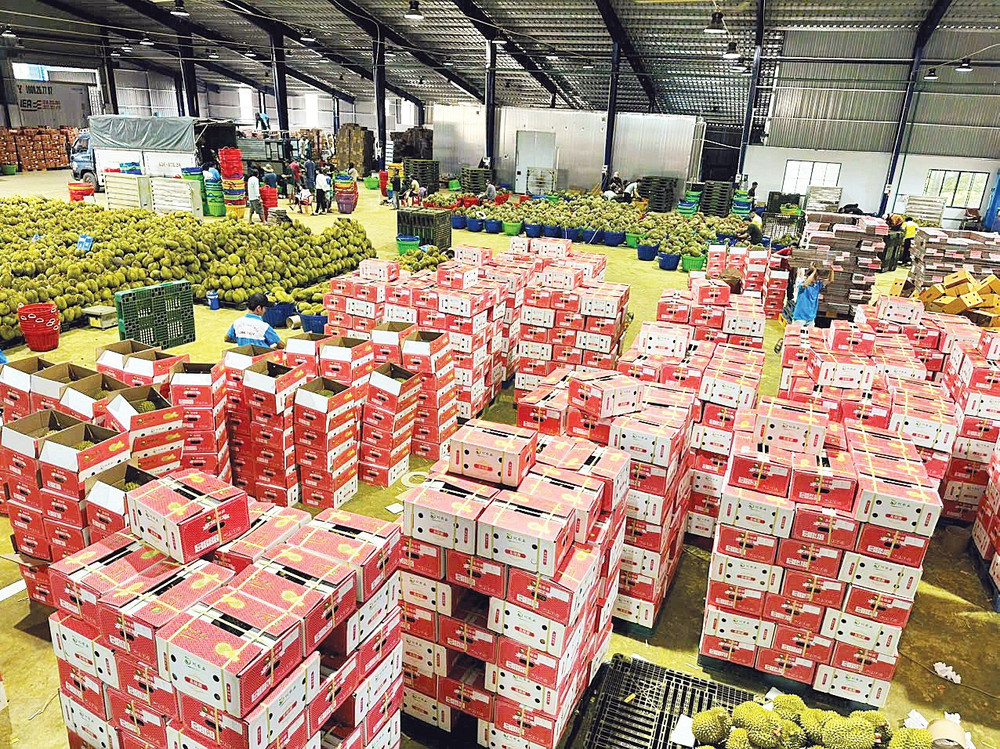 Trong bối cảnh thị trường gặp nhiều khó khăn, sầu riêng Long Thủy vẫn được xuất khẩu đều đặn. z6694835488764-f1fc922b65e44b76df467c427e8a49ae.jpg