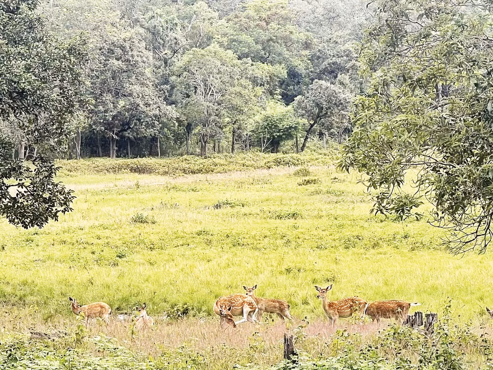 Đàn hươu sao được nuôi trong môi trường bán hoang dã.