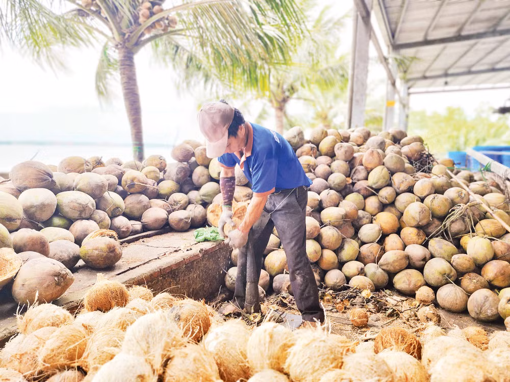 Ngành dừa Việt Nam đã phát triển được gần 90 dòng sản phẩm. 