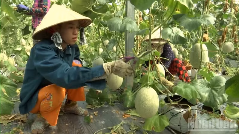 Nông dân chăm sóc mô hình trồng dưa lưới tại xã Hiệp Hưng, thành phố Cần Thơ.