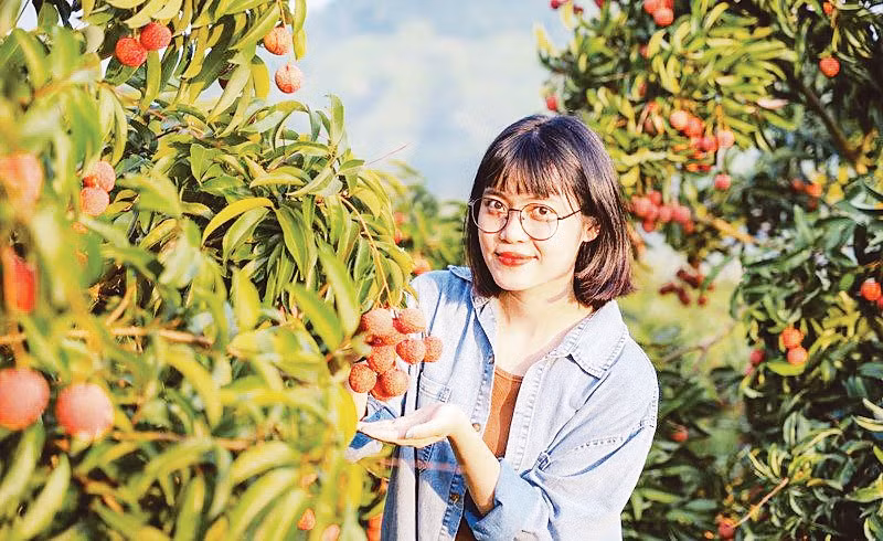 Định hướng phát triển du lịch nông nghiệp thông qua mô hình trải nghiệm, tham quan vườn vải, kết hợp lưu trú tại chỗ đã được tỉnh Bắc Ninh triển khai hiệu quả trong những năm gần đây. (Nguồn Tico Travel)