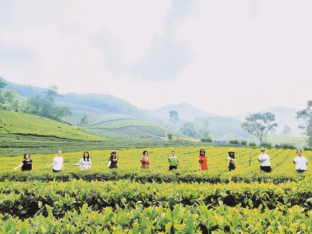Du khách trong nước, quốc tế tham quan, trải nghiệm tại đồi chè ở Thái Nguyên.