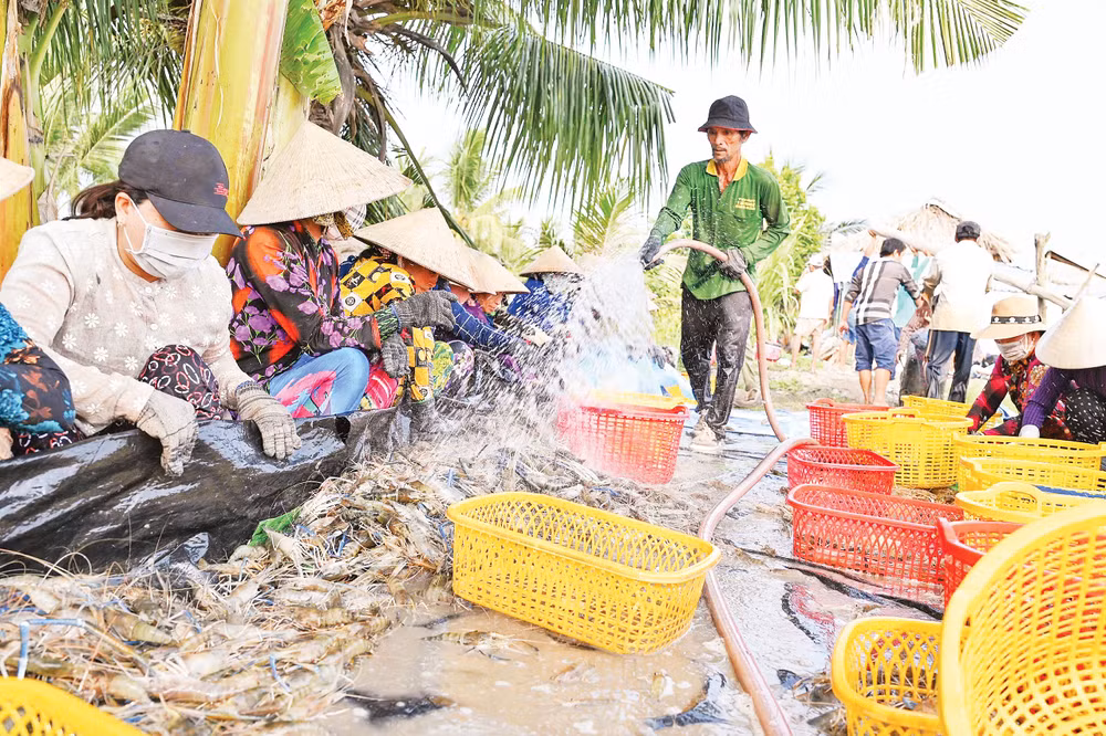 Nông dân xã Vĩnh Tuy thu hoạch tôm càng xanh.