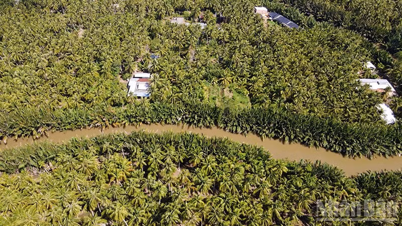 Xã Tiểu Cần, tỉnh Vĩnh Long ngút ngàn những rặng dừa xanh.