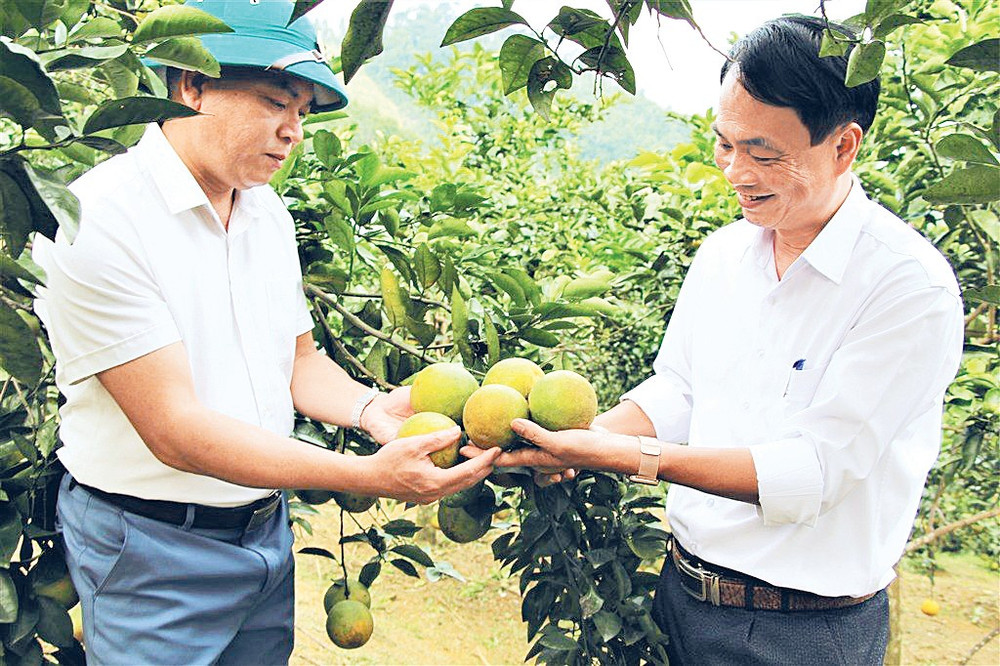 Mô hình cam hữu cơ ở xã Thanh Đức.