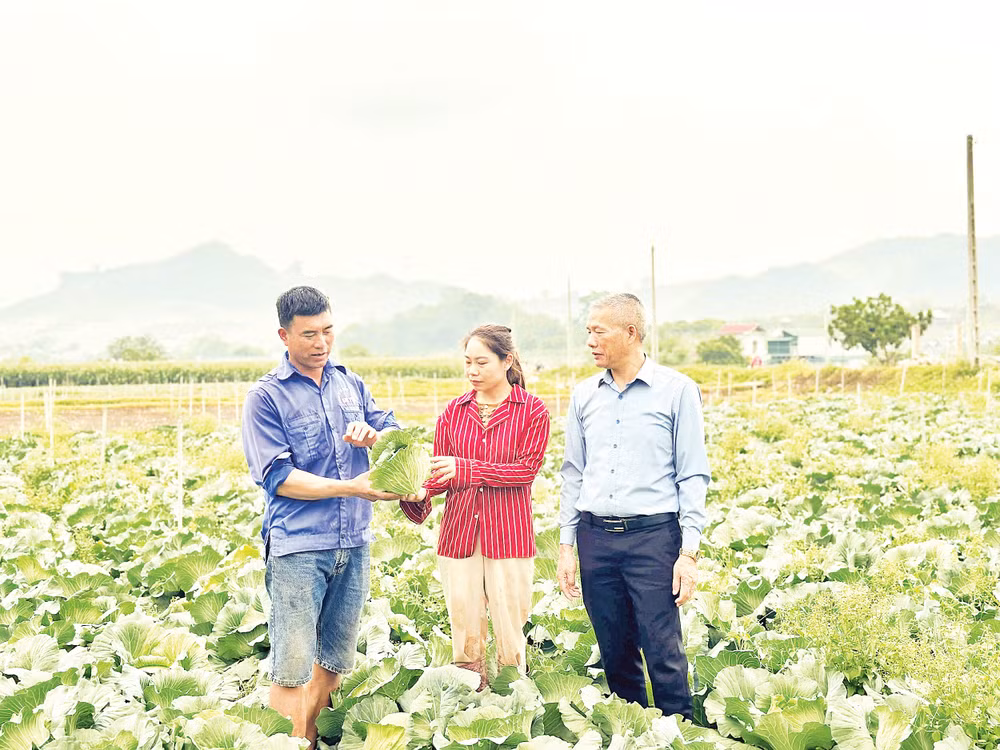 Mô hình trồng rau tại Hợp tác xã Lộc Thành. 