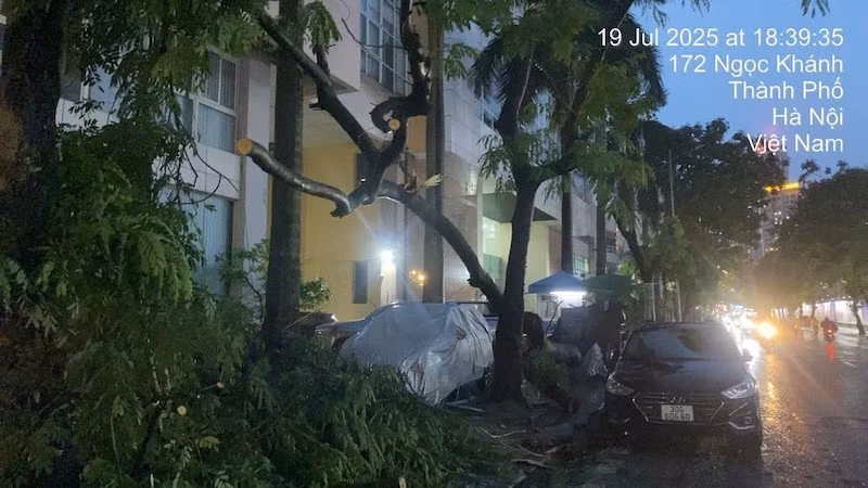 Cơn dông lốc làm nhiều cây xanh gãy đổ tại Hà Nội chiều 19/7.